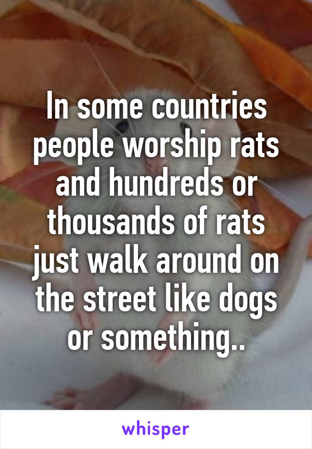 In some countries people worship rats and hundreds or thousands of rats just walk around on the street like dogs or something..
