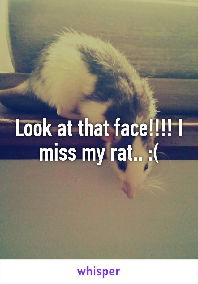 Look at that face!!!! I miss my rat.. :(