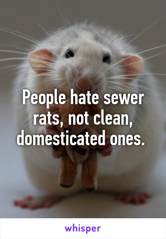 People hate sewer rats, not clean, domesticated ones. 