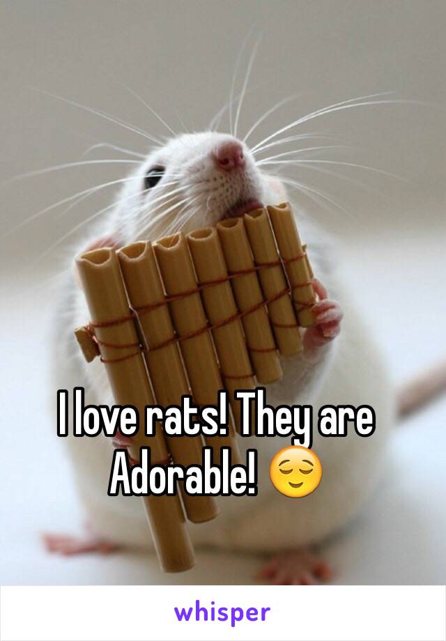 I love rats! They are Adorable! 😌