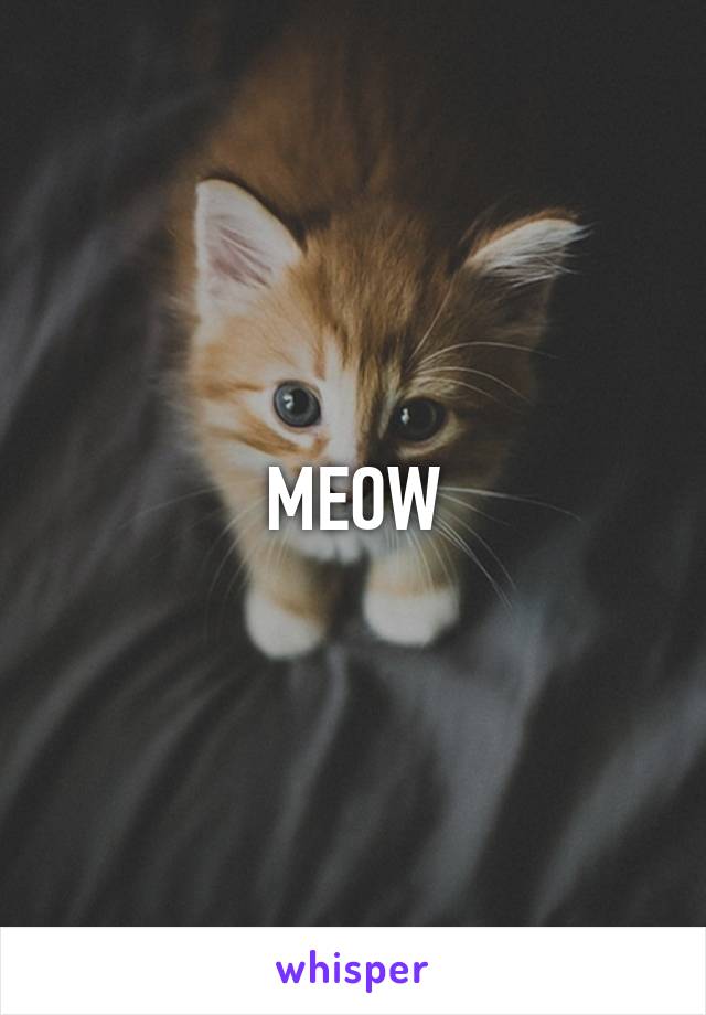 MEOW