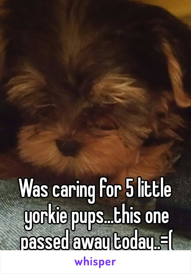 Was caring for 5 little yorkie pups...this one passed away today..=(