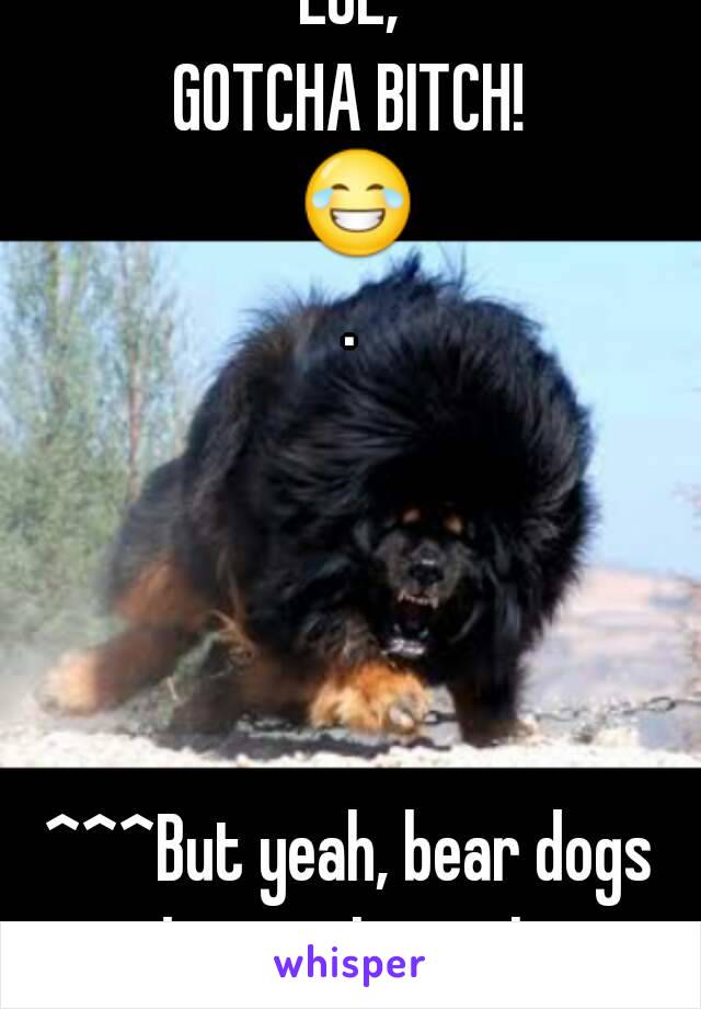 LOL,
GOTCHA BITCH! 😂.




^^^But yeah, bear dogs are dogs as big as bears.