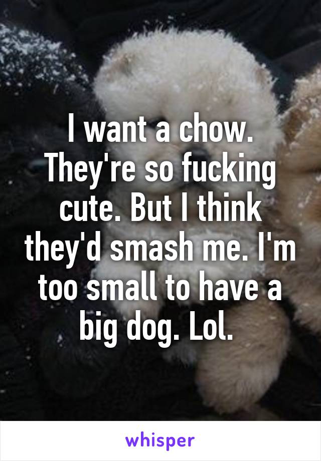 I want a chow. They're so fucking cute. But I think they'd smash me. I'm too small to have a big dog. Lol. 