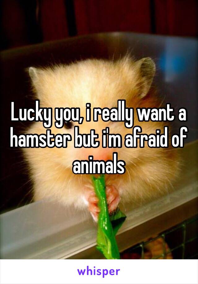 Lucky you, i really want a hamster but i'm afraid of animals