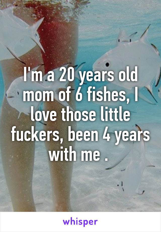 I'm a 20 years old mom of 6 fishes, I love those little fuckers, been 4 years with me . 