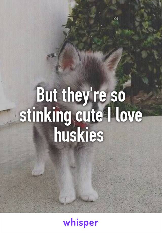 But they're so stinking cute I love huskies 