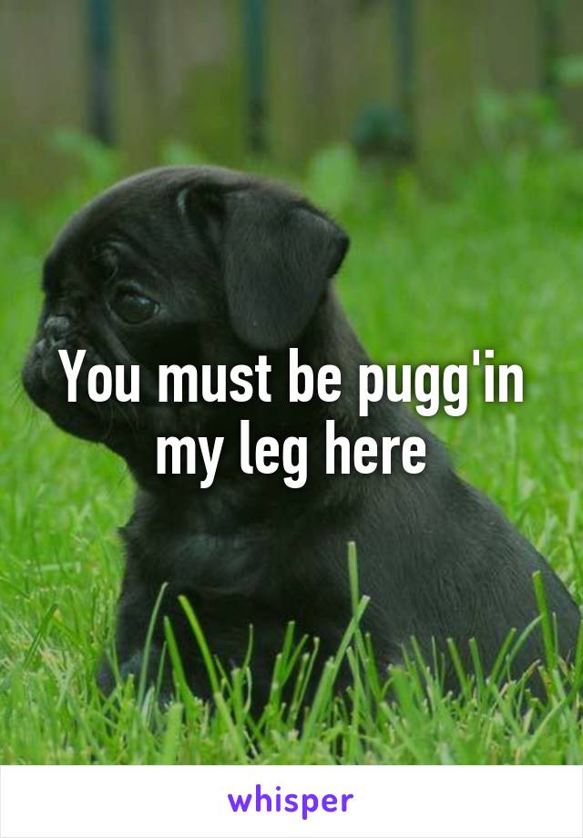 You must be pugg'in my leg here