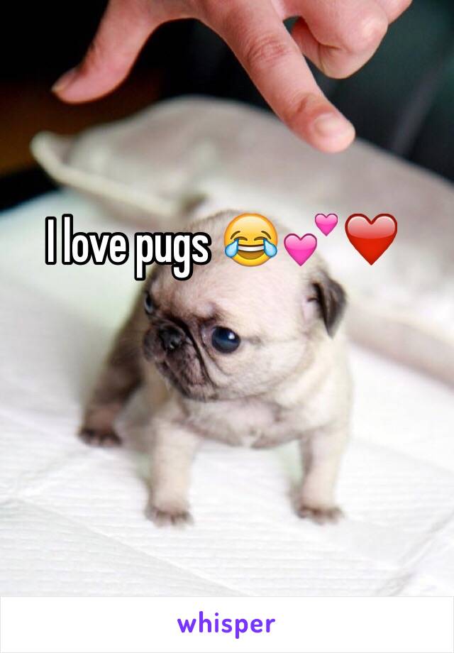 I love pugs 😂💕❤️