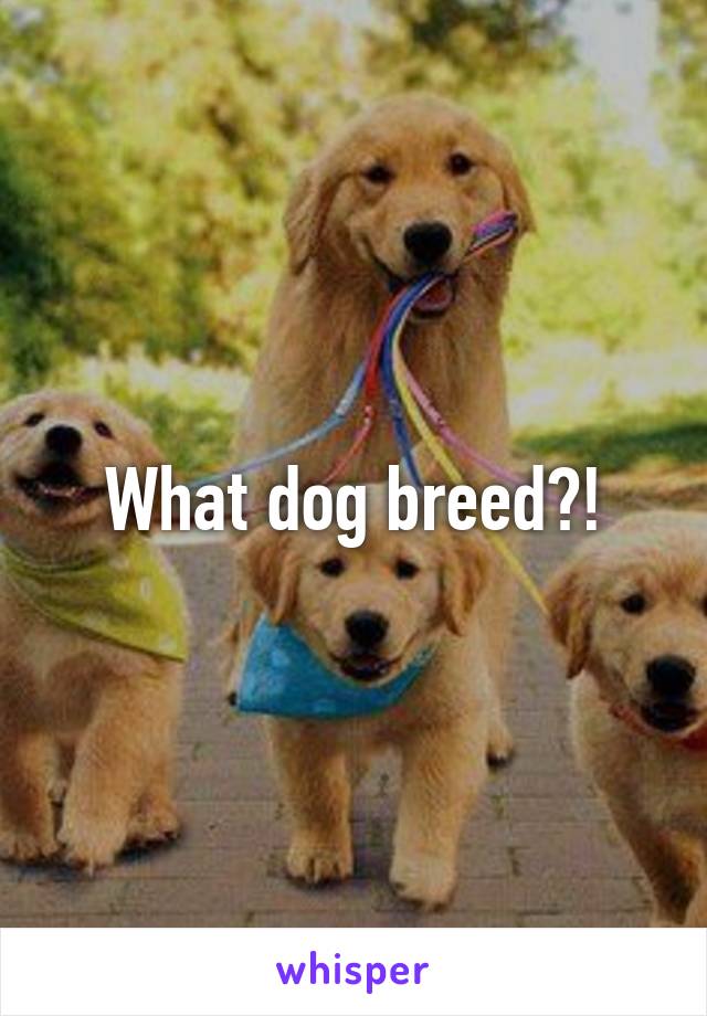 What dog breed?!