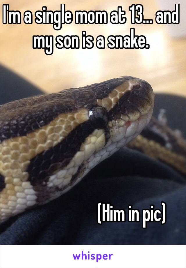 I'm a single mom at 13... and my son is a snake. 






                       (Him in pic)
