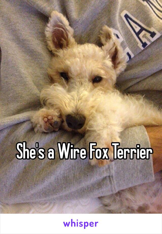 She's a Wire Fox Terrier