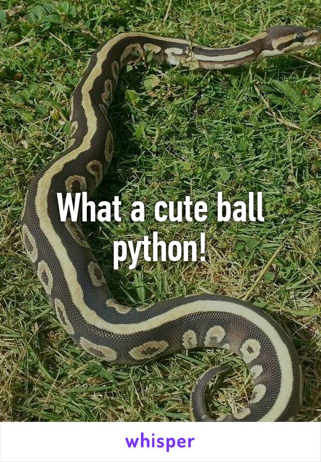 What a cute ball python!