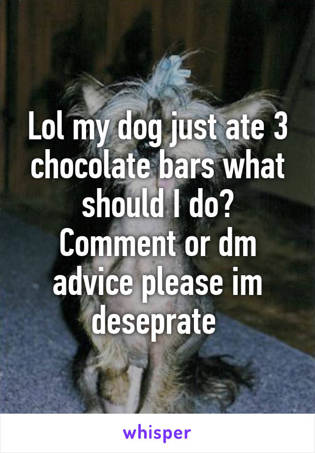 Lol my dog just ate 3 chocolate bars what should I do? Comment or dm advice please im deseprate 