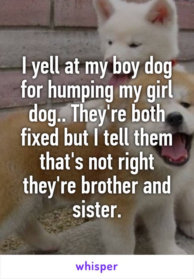 I yell at my boy dog for humping my girl dog.. They're both fixed but I tell them that's not right they're brother and sister.