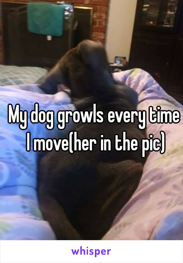My dog growls every time I move(her in the pic)