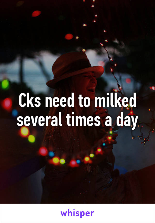 Cks need to milked several times a day