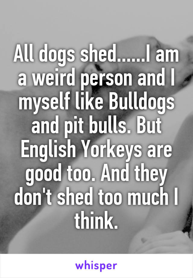 All dogs shed......I am a weird person and I myself like Bulldogs and pit bulls. But English Yorkeys are good too. And they don't shed too much I think.