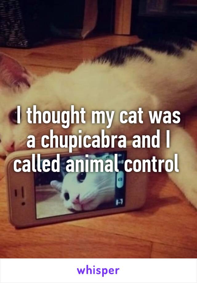 I thought my cat was a chupicabra and I called animal control 