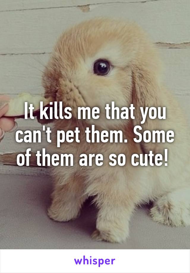 It kills me that you can't pet them. Some of them are so cute! 