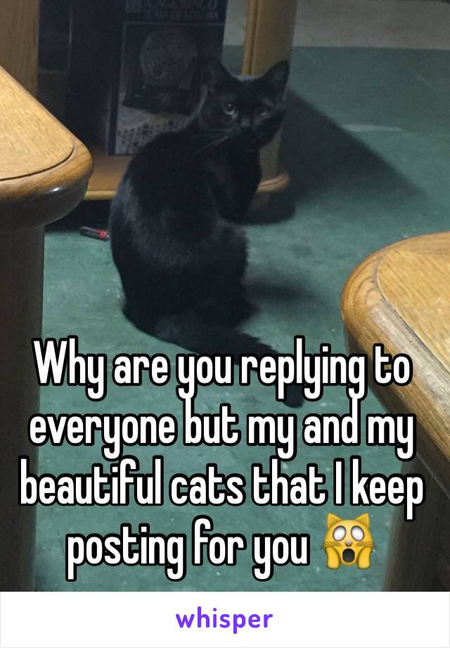 Why are you replying to everyone but my and my beautiful cats that I keep posting for you 🙀