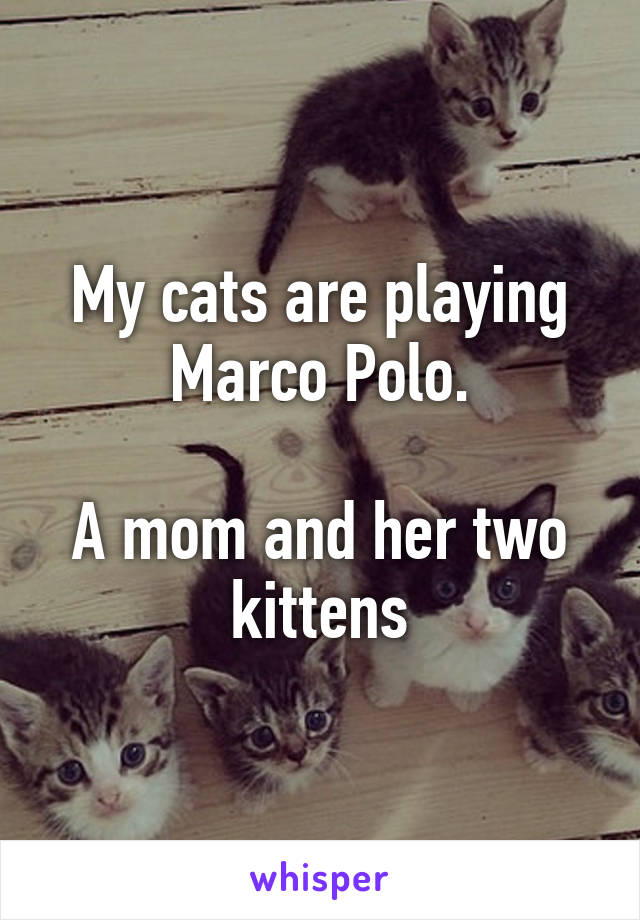 My cats are playing Marco Polo.

A mom and her two kittens