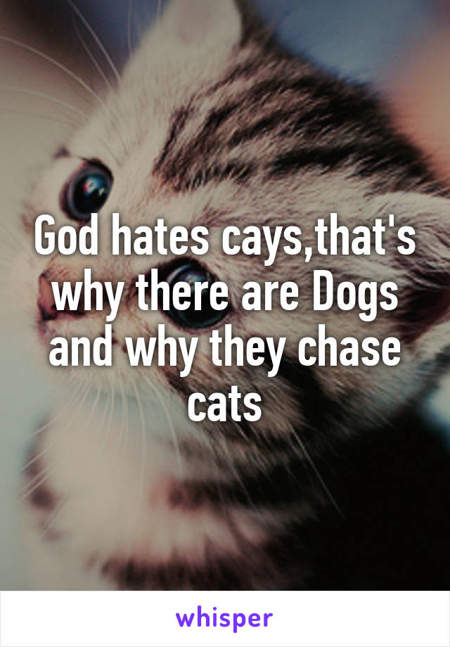 God hates cays,that's why there are Dogs and why they chase cats