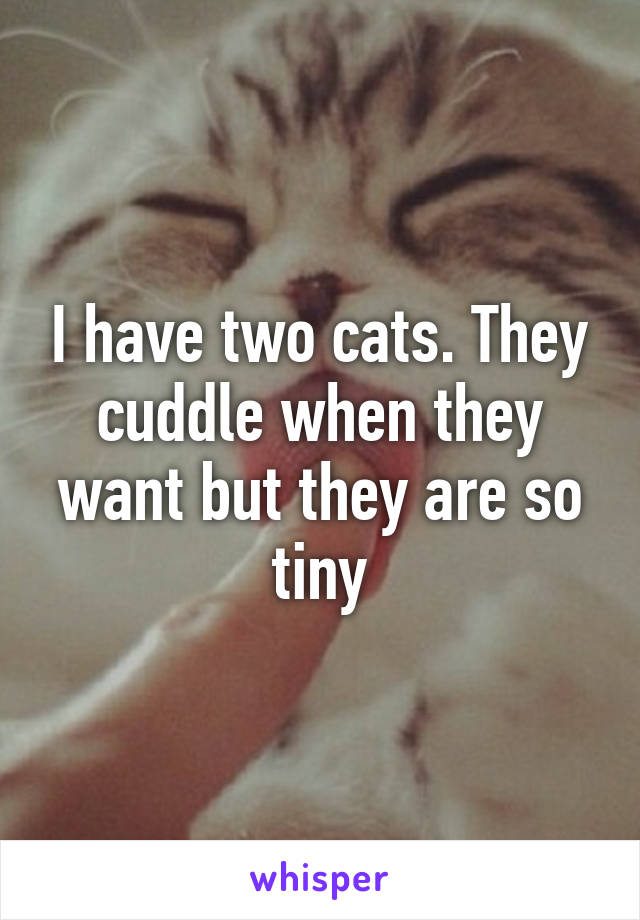 I have two cats. They cuddle when they want but they are so tiny