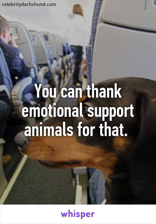 You can thank emotional support animals for that. 