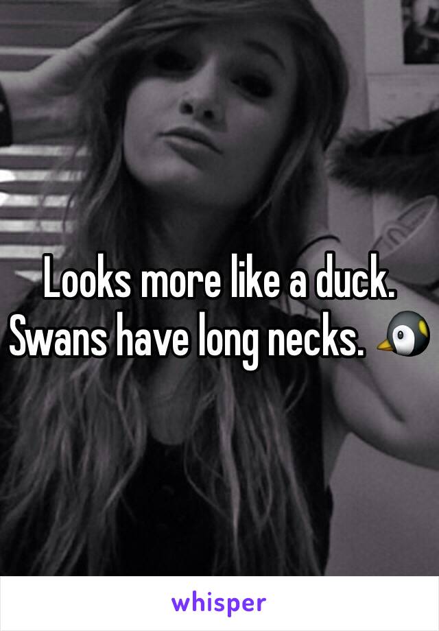 Looks more like a duck. Swans have long necks. 🐧