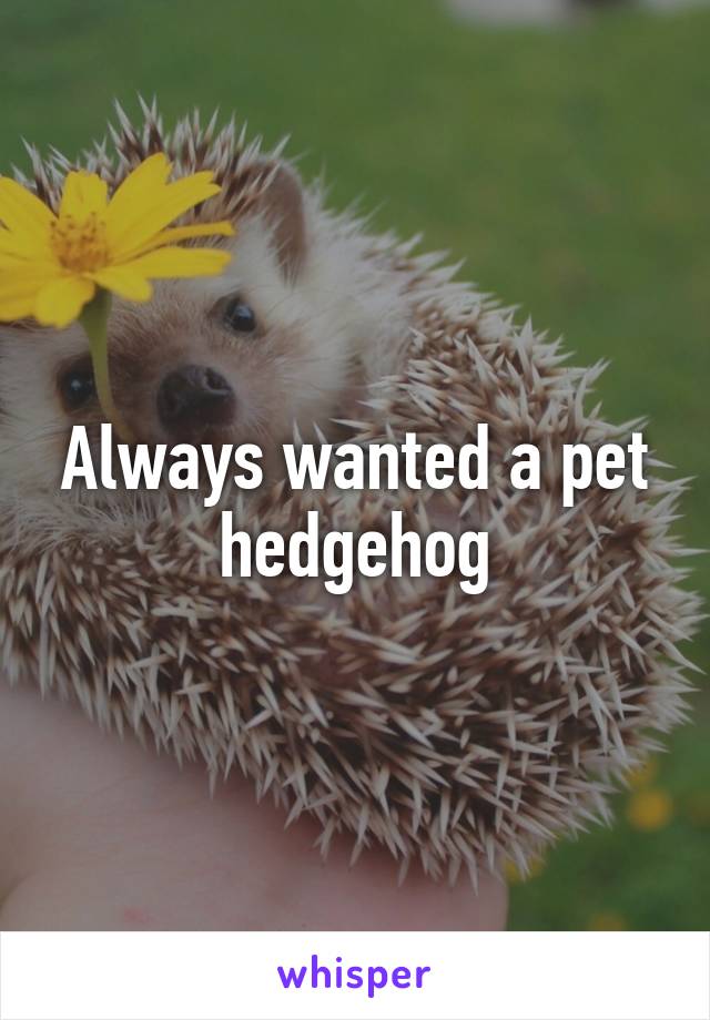 Always wanted a pet hedgehog