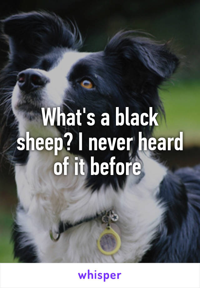 What's a black sheep? I never heard of it before 