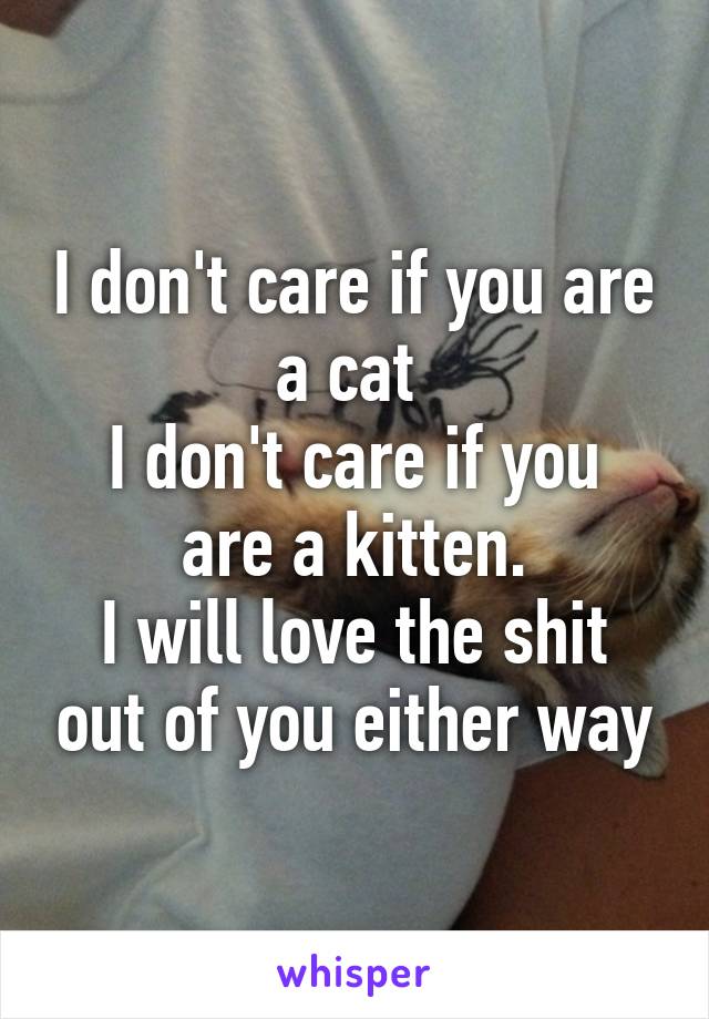 I don't care if you are a cat 
I don't care if you are a kitten.
I will love the shit out of you either way