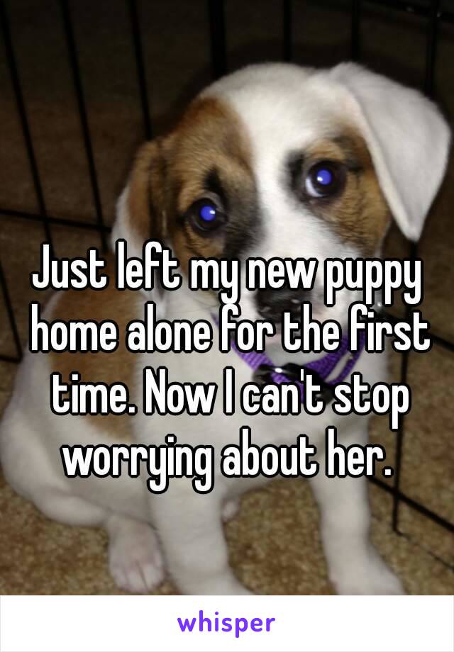 Just left my new puppy home alone for the first time. Now I can't stop worrying about her. 
