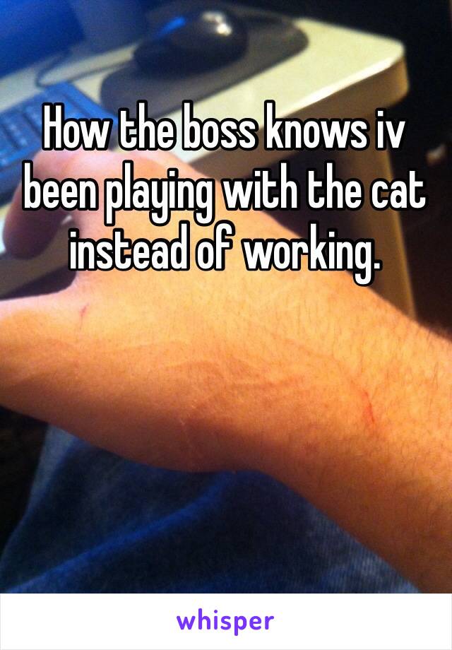How the boss knows iv been playing with the cat instead of working. 