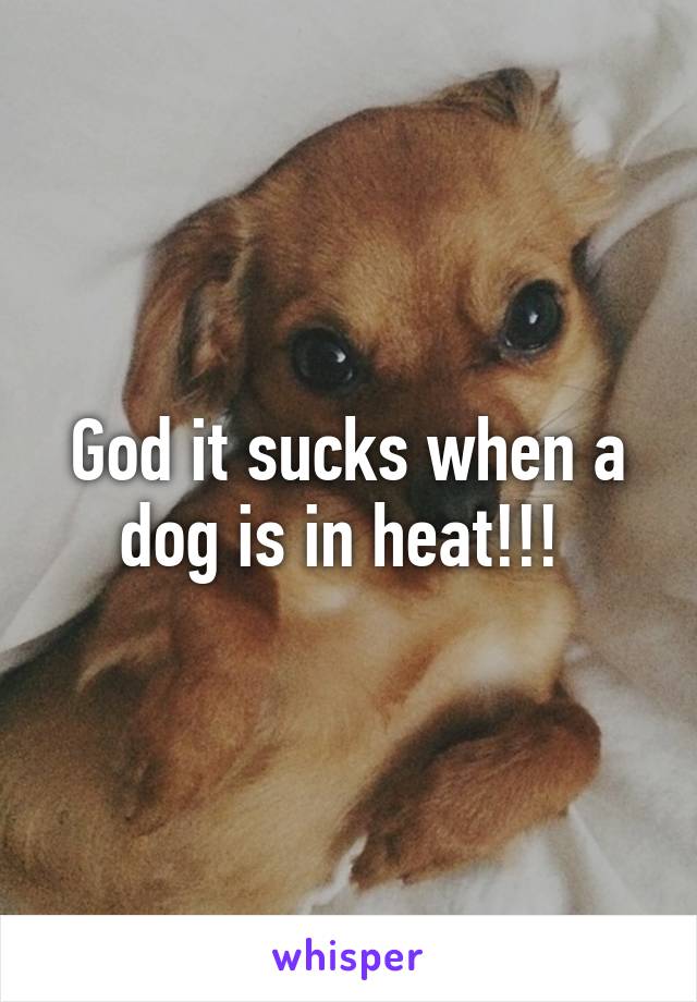 God it sucks when a dog is in heat!!! 
