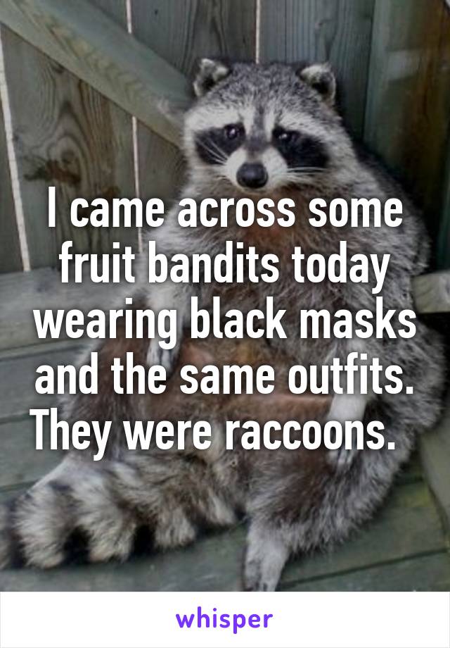 I came across some fruit bandits today wearing black masks and the same outfits. They were raccoons.  