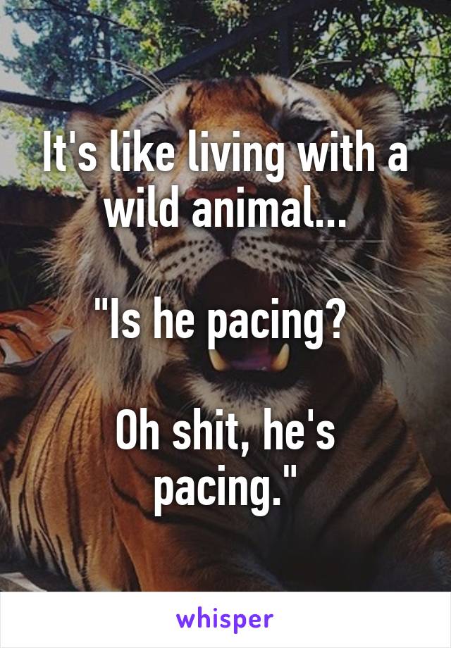 It's like living with a wild animal...

"Is he pacing? 

Oh shit, he's pacing."