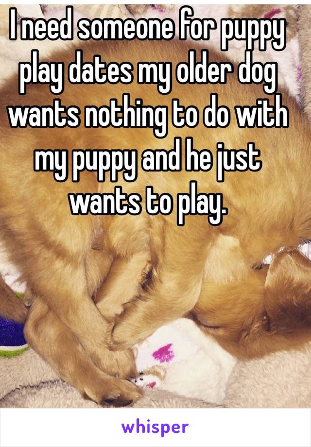I need someone for puppy play dates my older dog wants nothing to do with my puppy and he just wants to play. 