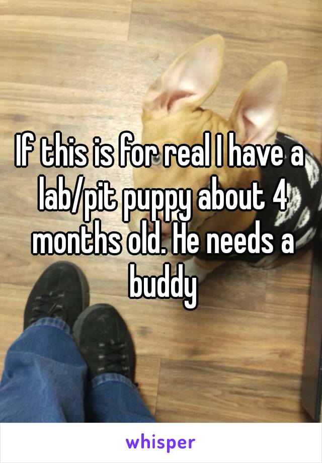 If this is for real I have a lab/pit puppy about 4 months old. He needs a buddy