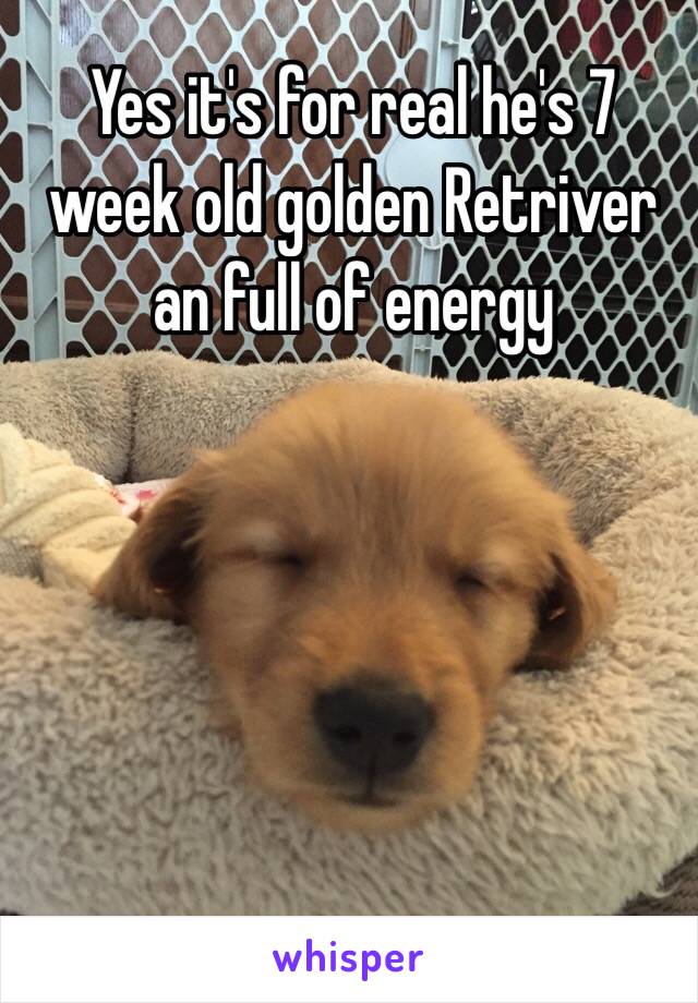 Yes it's for real he's 7 week old golden Retriver an full of energy 