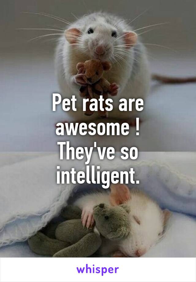 Pet rats are awesome !
They've so intelligent.