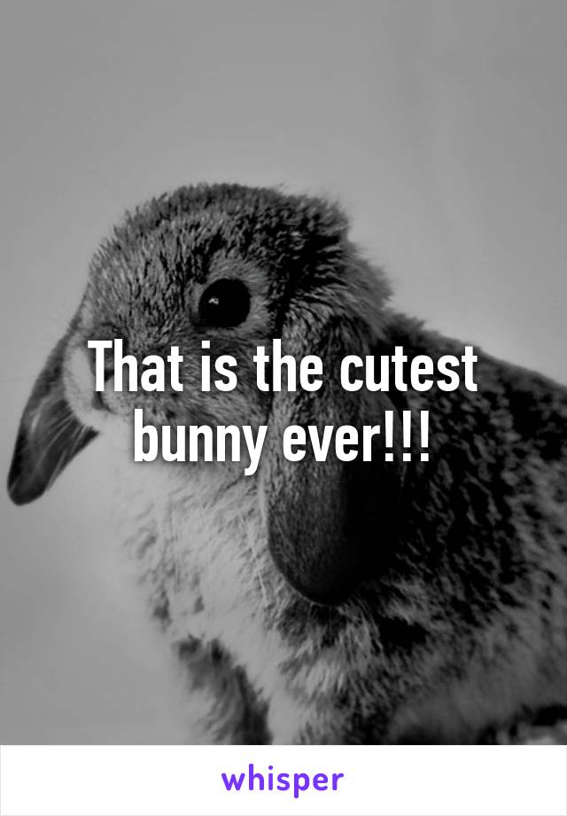 That is the cutest bunny ever!!!