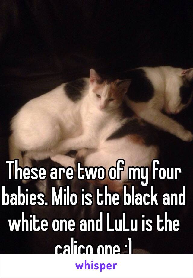 These are two of my four babies. Milo is the black and white one and LuLu is the calico one :) 
