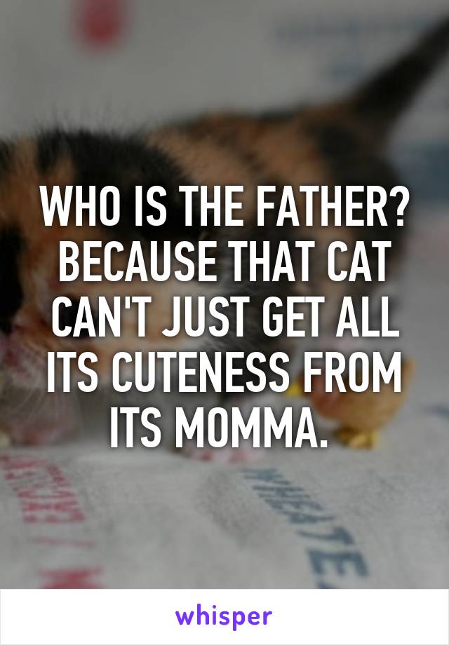 WHO IS THE FATHER? BECAUSE THAT CAT CAN'T JUST GET ALL ITS CUTENESS FROM ITS MOMMA. 