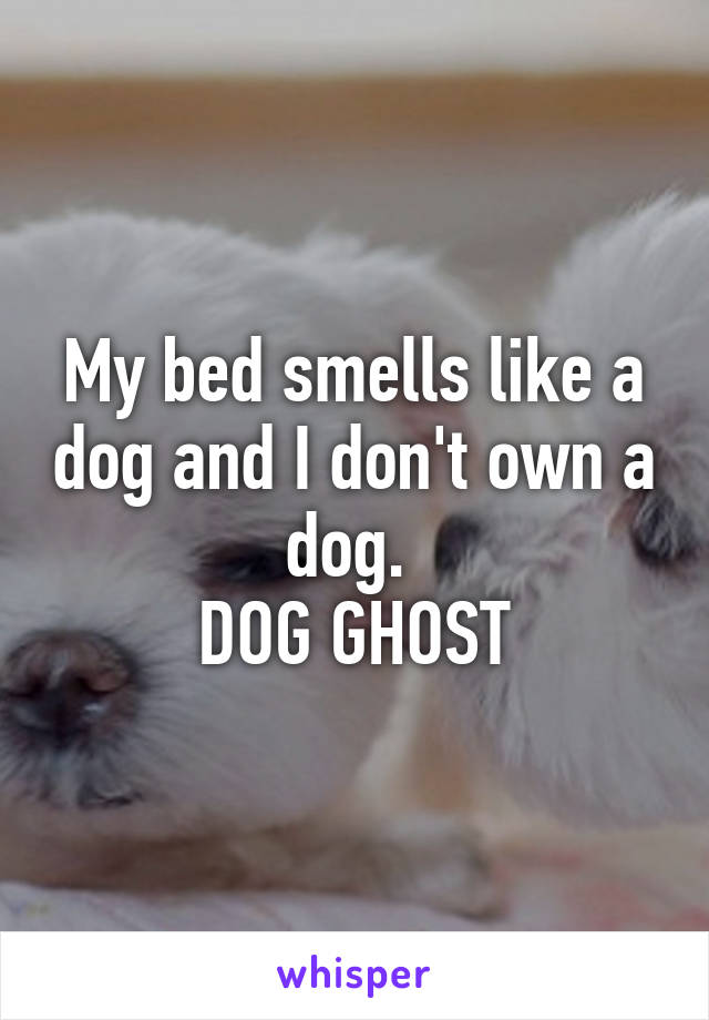 My bed smells like a dog and I don't own a dog. 
DOG GHOST