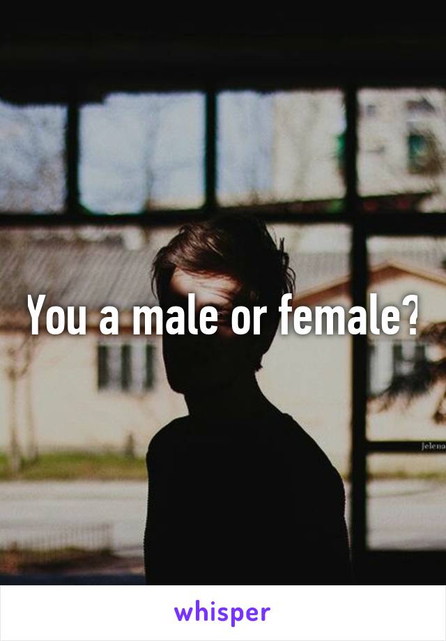 You a male or female?