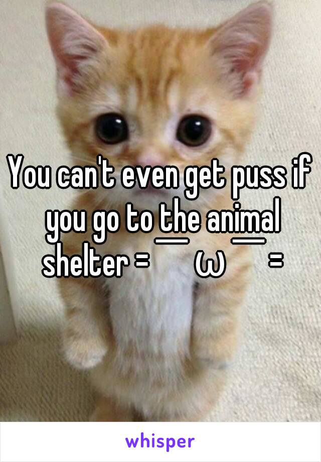 You can't even get puss if you go to the animal shelter =￣ω￣=