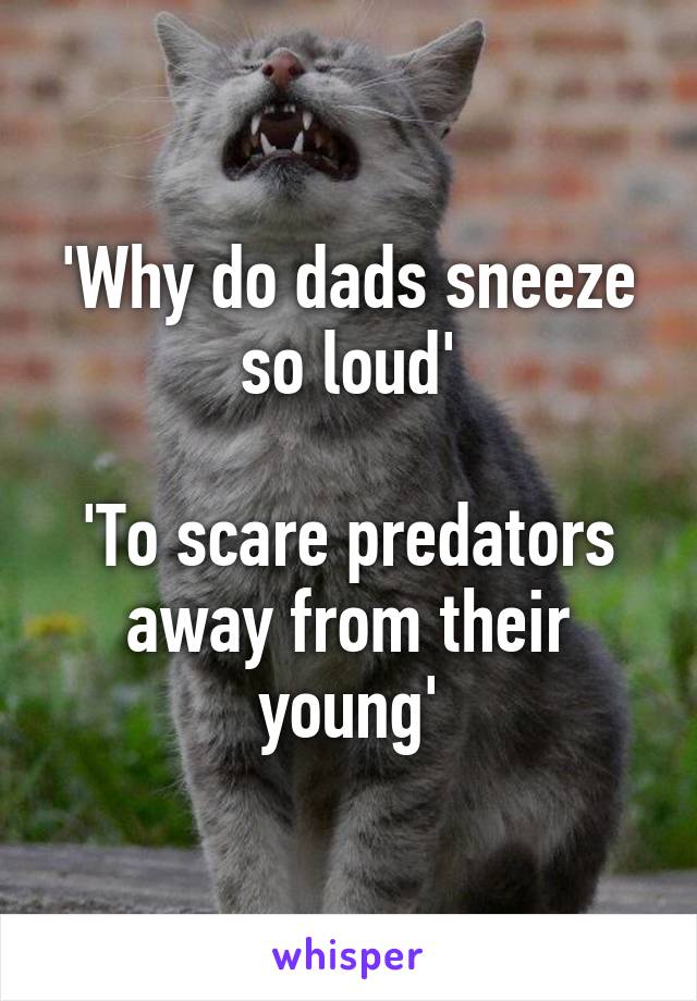 'Why do dads sneeze so loud'

'To scare predators away from their young'