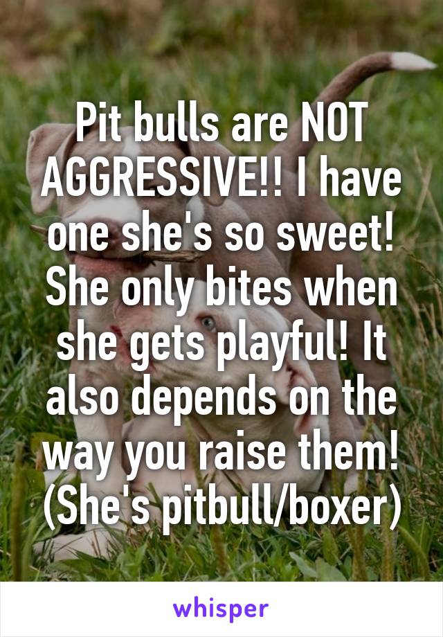 Pit bulls are NOT AGGRESSIVE!! I have one she's so sweet! She only bites when she gets playful! It also depends on the way you raise them!
(She's pitbull/boxer)